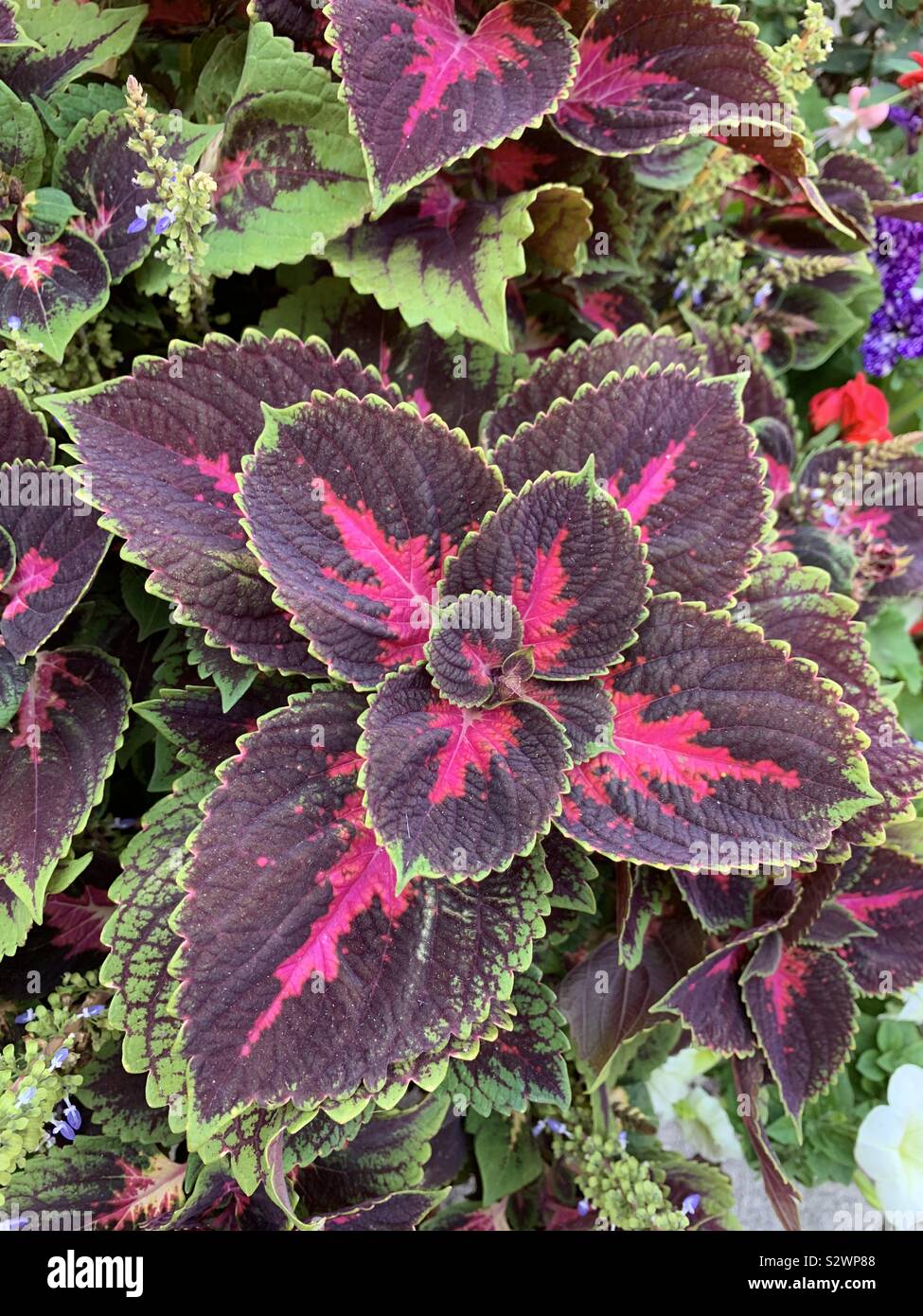 Bonita planta fotografías e imágenes de alta resolución - Alamy