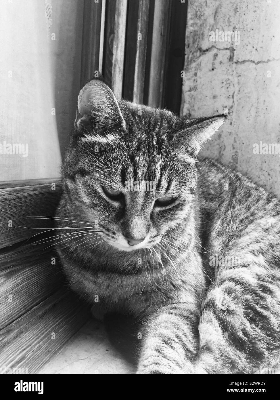 Gato solitario Imágenes de stock en blanco y negro - Alamy