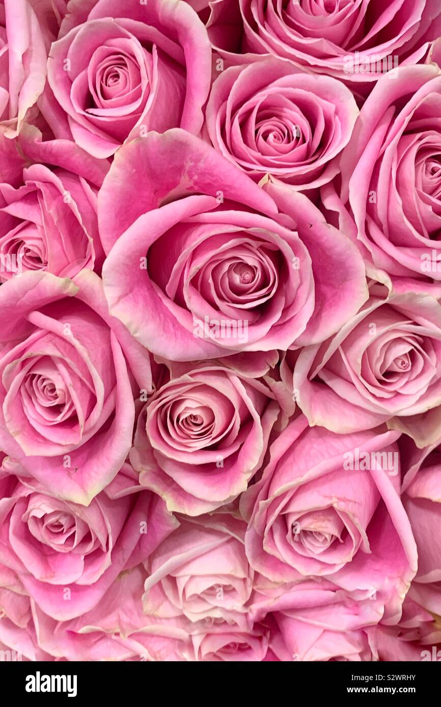 Docenas de hermosas rosas de color rosa pálido en plena floración  Fotografía de stock - Alamy