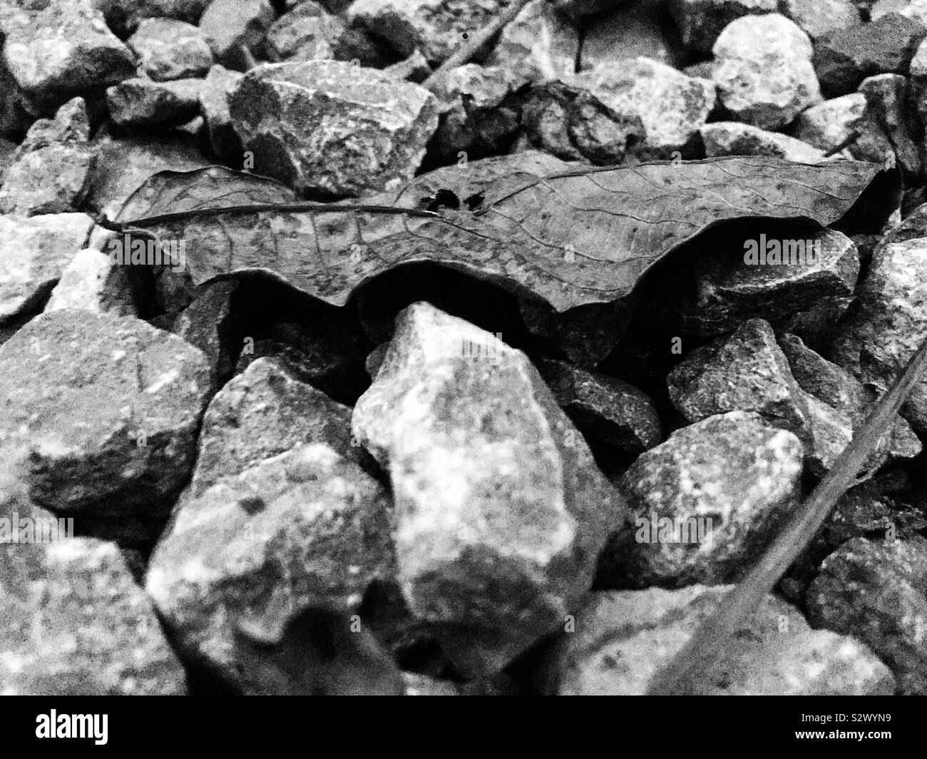 Hoja en blanco y negro Fotografía de stock Alamy