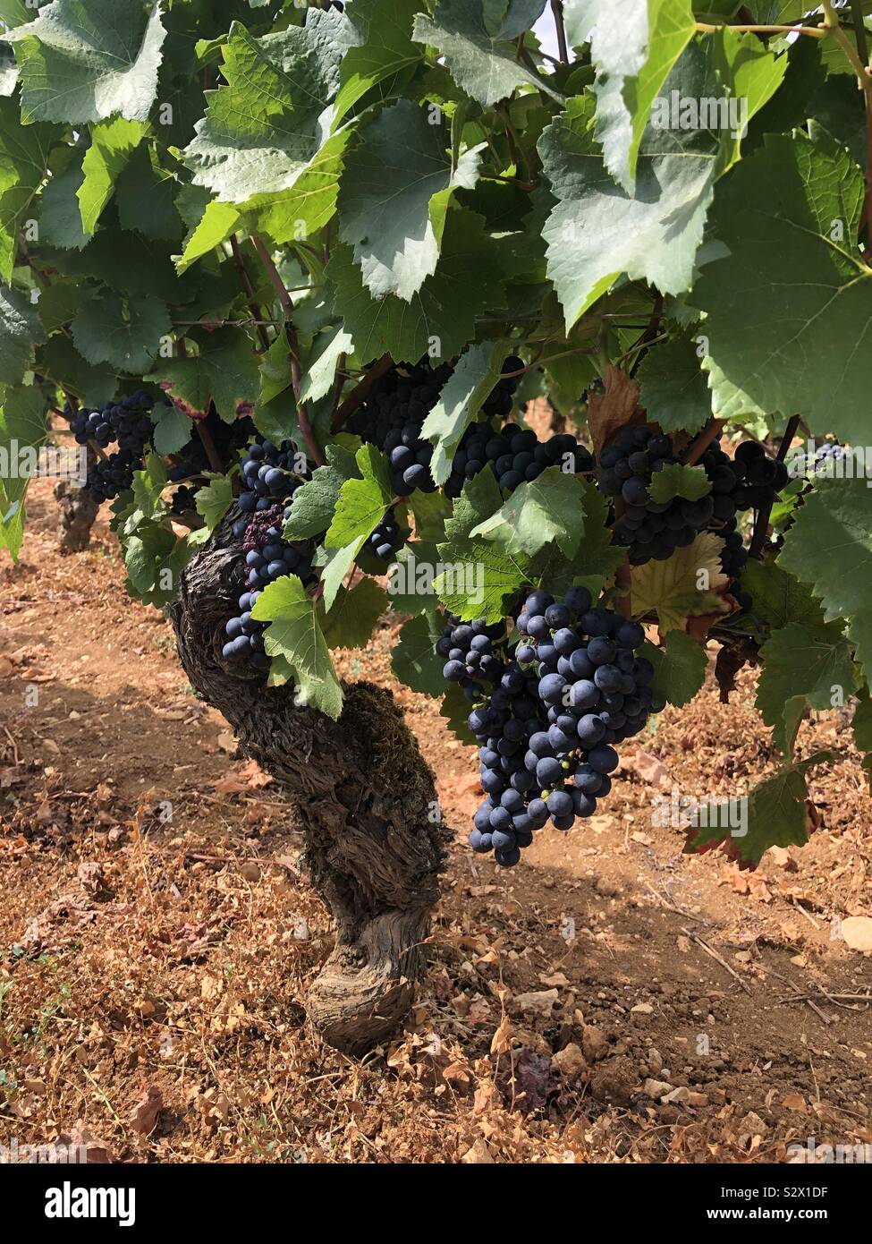 Listos para la cosecha Foto de stock