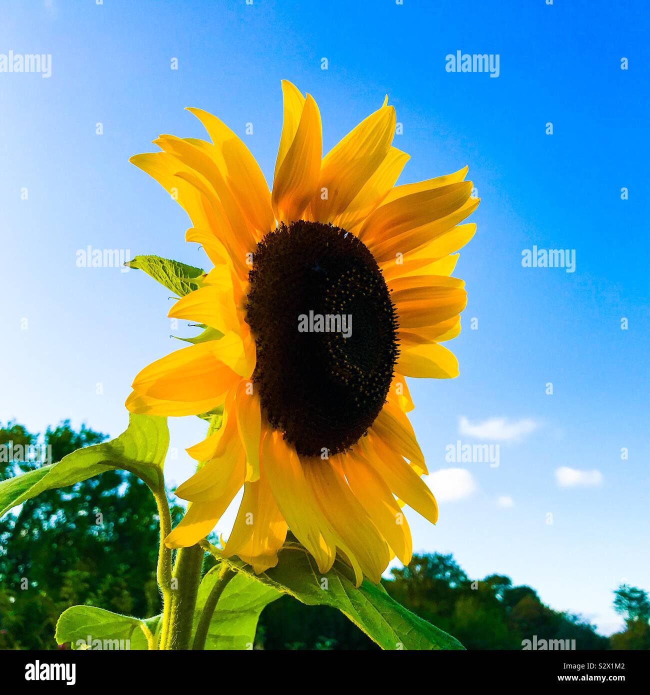 Girasol inglés en un jardín inglés en un día soleado fotografías e imágenes  de alta resolución - Alamy