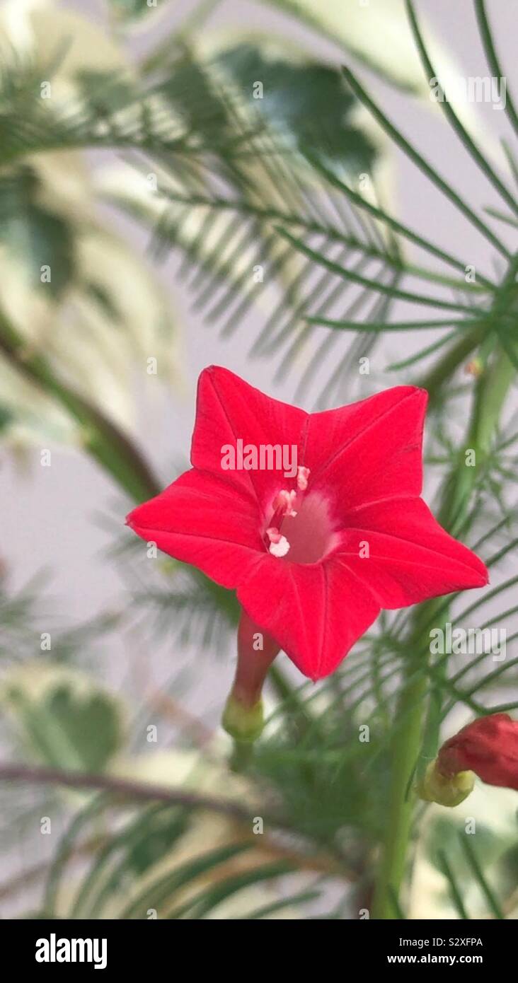 Ciprés vid, flor roja un hiedra-híbrido ipomoea x multifida aka cardinal  climber - gloria de la mañana - vides y escaladores-escarlata superlenta -  estrella de Navidad como flor Fotografía de stock - Alamy