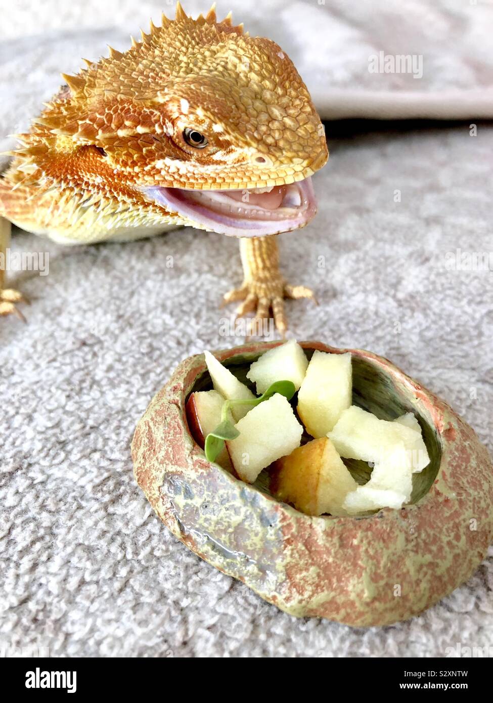 Dragón barbudo está comiendo manzanas Foto de stock