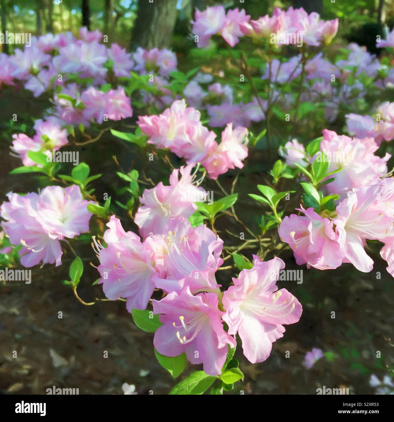 De color rosa y blanco azalea flores que crecen en un entorno de bosque  bajo la sombra de árboles altos Fotografía de stock - Alamy