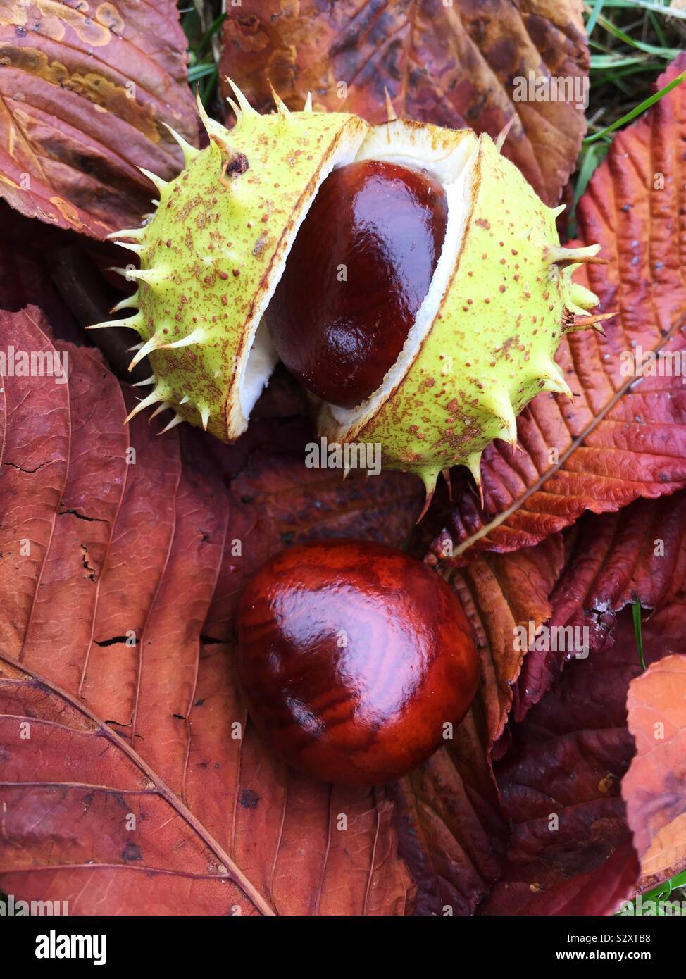 Conkers desde un árbol de castaña de caballo caído sobre hojas de otoño con la cáscara espinosa en una temporada de otoño imagen Foto de stock