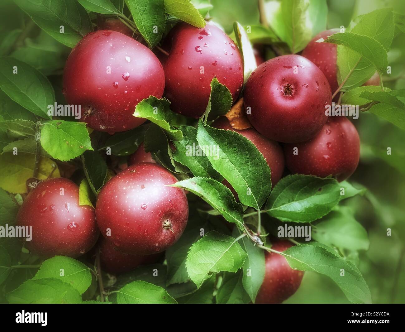 Cluster de manzanas colgando de un árbol Foto de stock