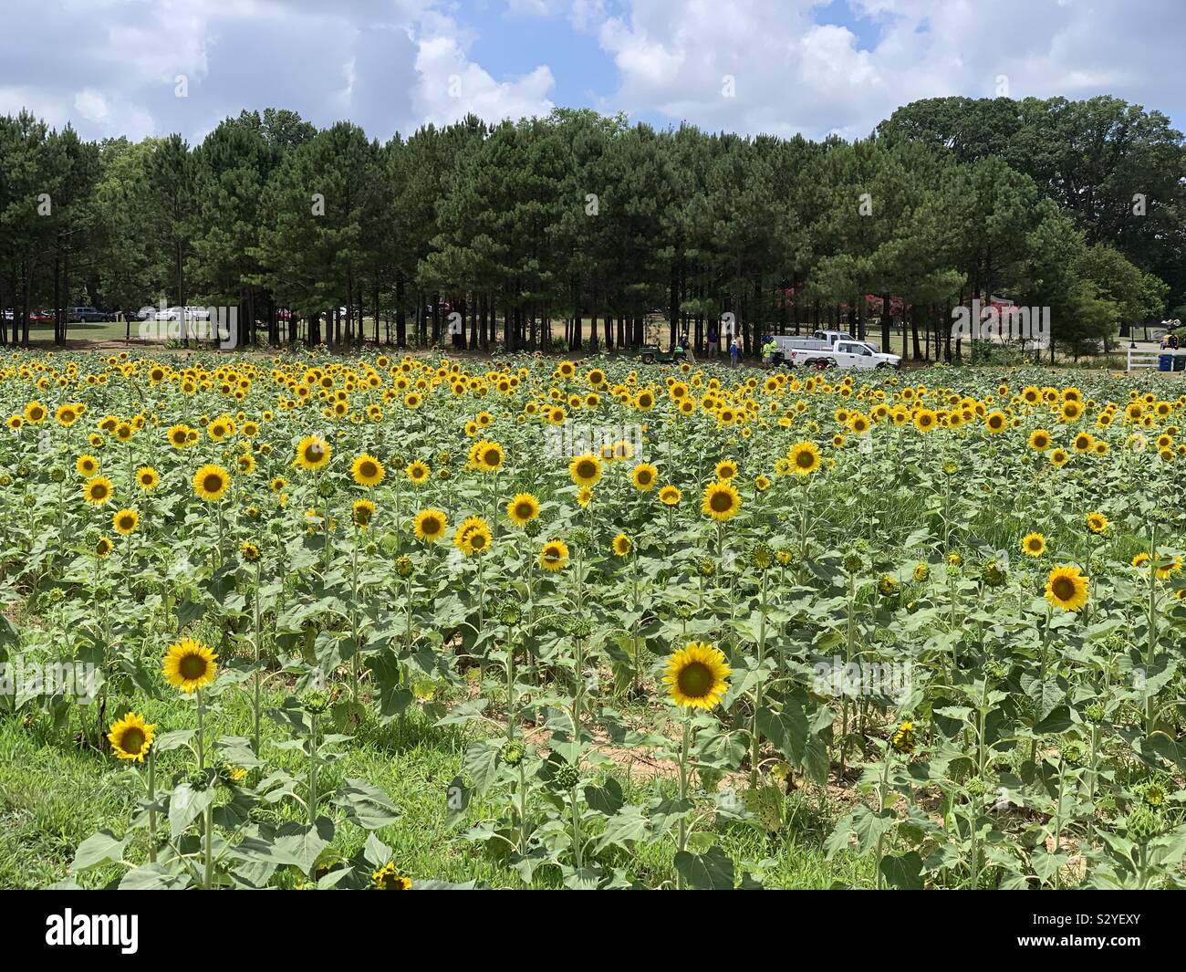 Campo de girasol en las primeras etapas de crecimiento Fotografía de stock  - Alamy