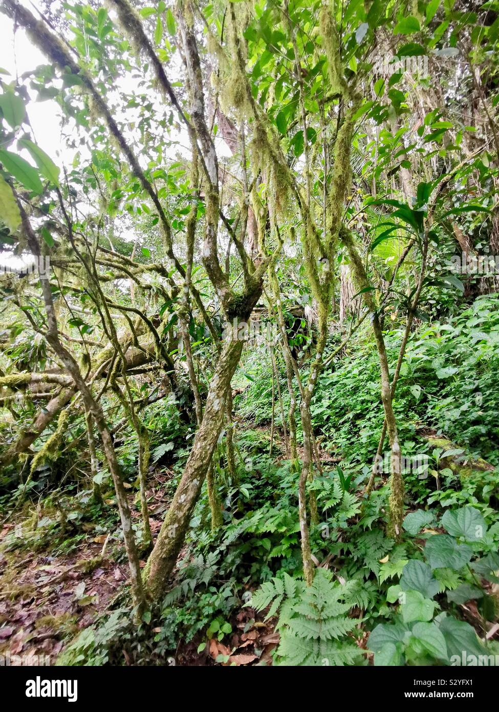La madre cafeto al Mankira Kafa bosque en la Reserva de la biosfera. Foto de stock