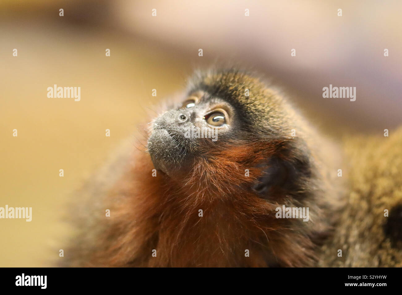 Pequeño Mono mirando hacia arriba Foto de stock