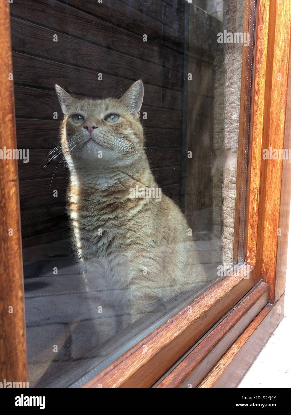 Orange cat mirando a través de la ventana Foto de stock