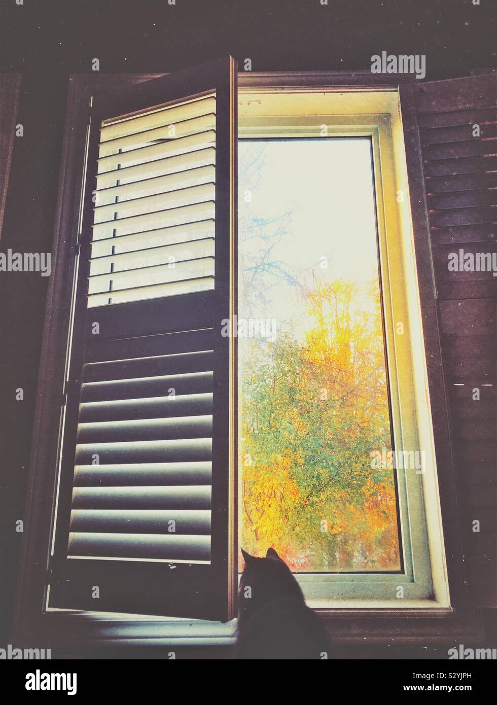 Gato mascota mirando por la ventana de casa altos Foto de stock