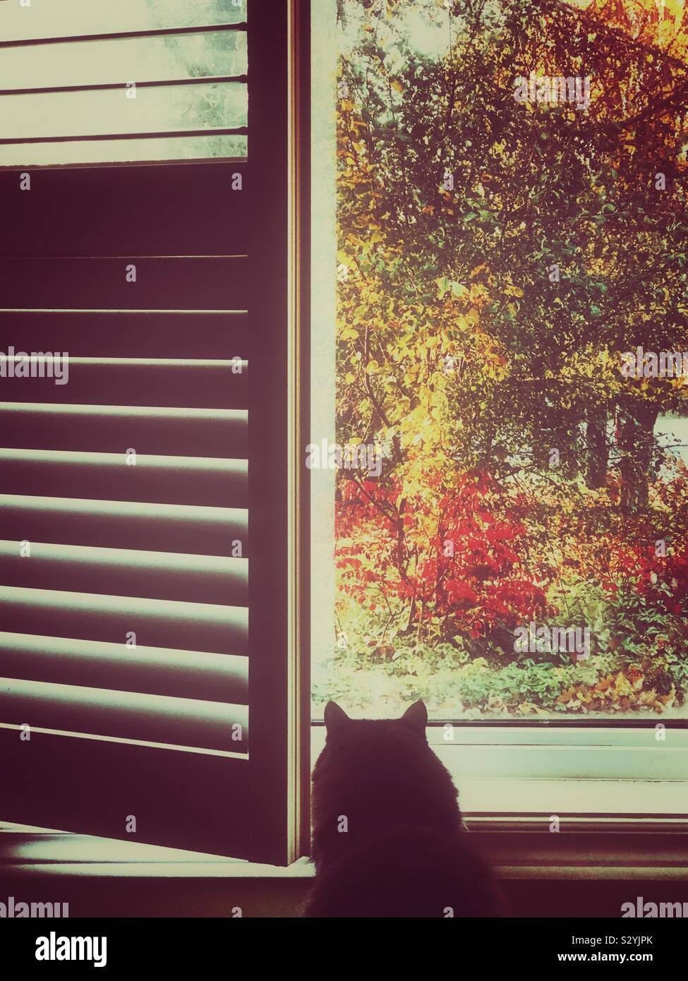 Silueta de gato mirando por la ventana de la casa grande Foto de stock