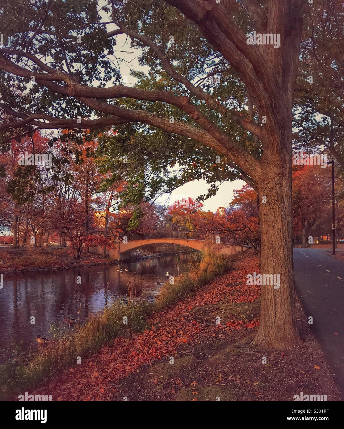 Escena de otoño en el Charles River Esplanade, Boston, Massachusetts. Foto de stock