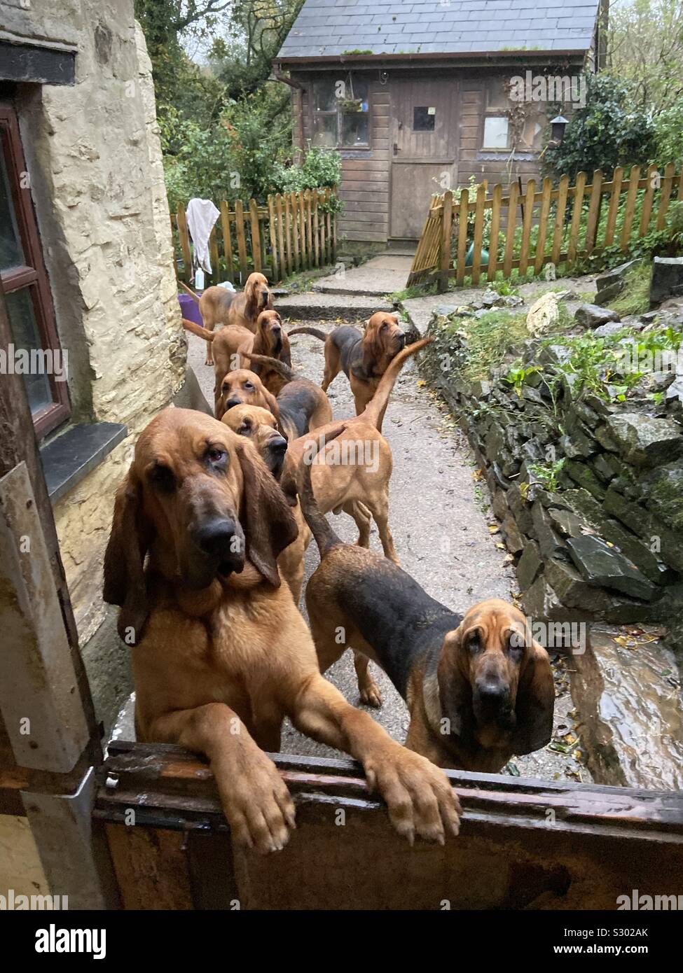 Bloodhound perros haciendo cola para el desayuno Foto de stock
