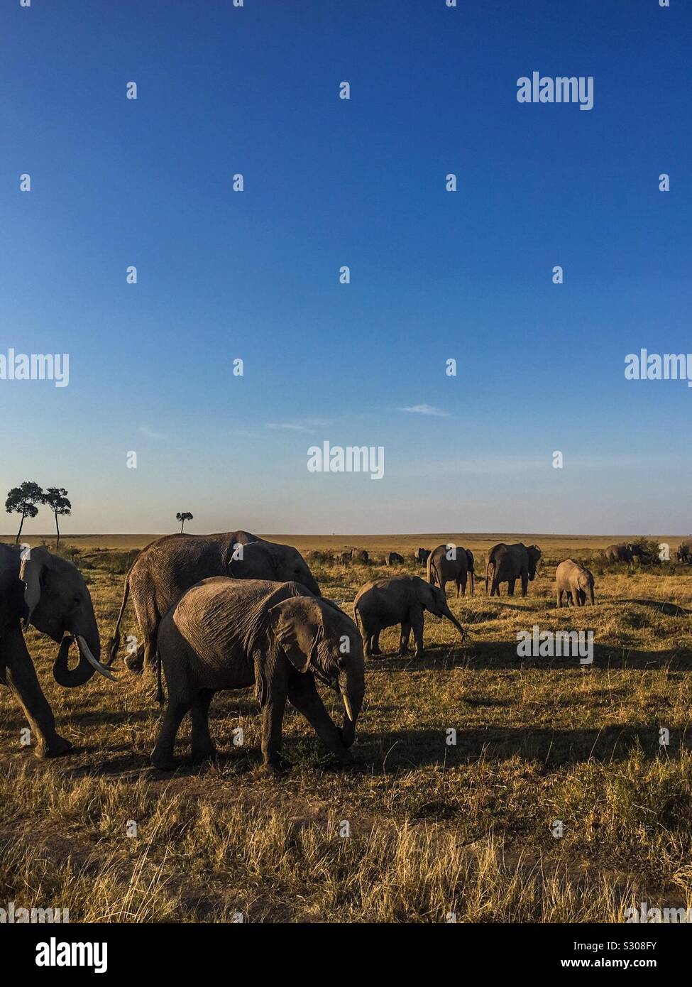 Familia de elefantes pastando Foto de stock