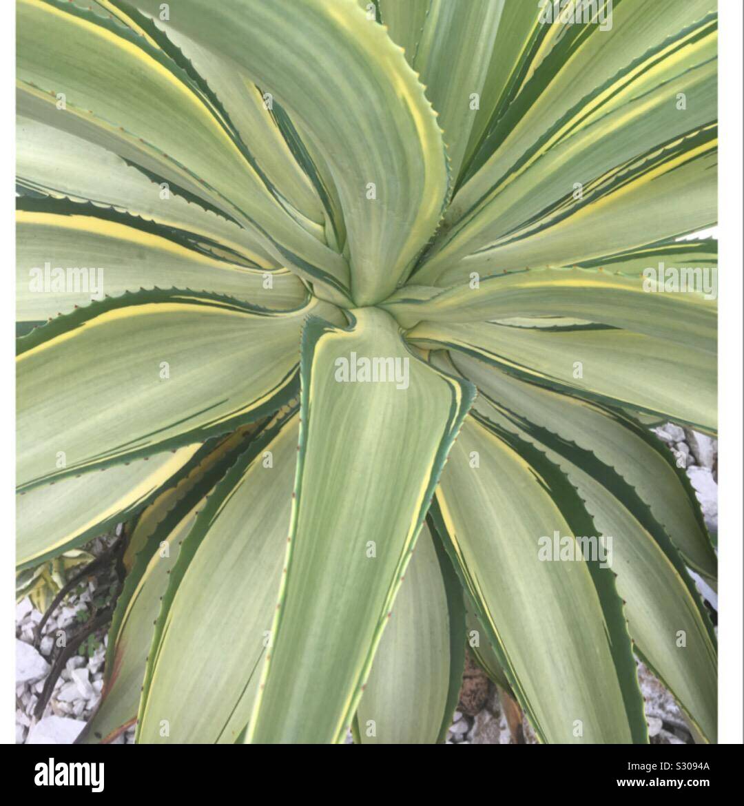 Planta de Aloe Vera encontrado en San Juan de Puerto Rico Fotografía de  stock - Alamy