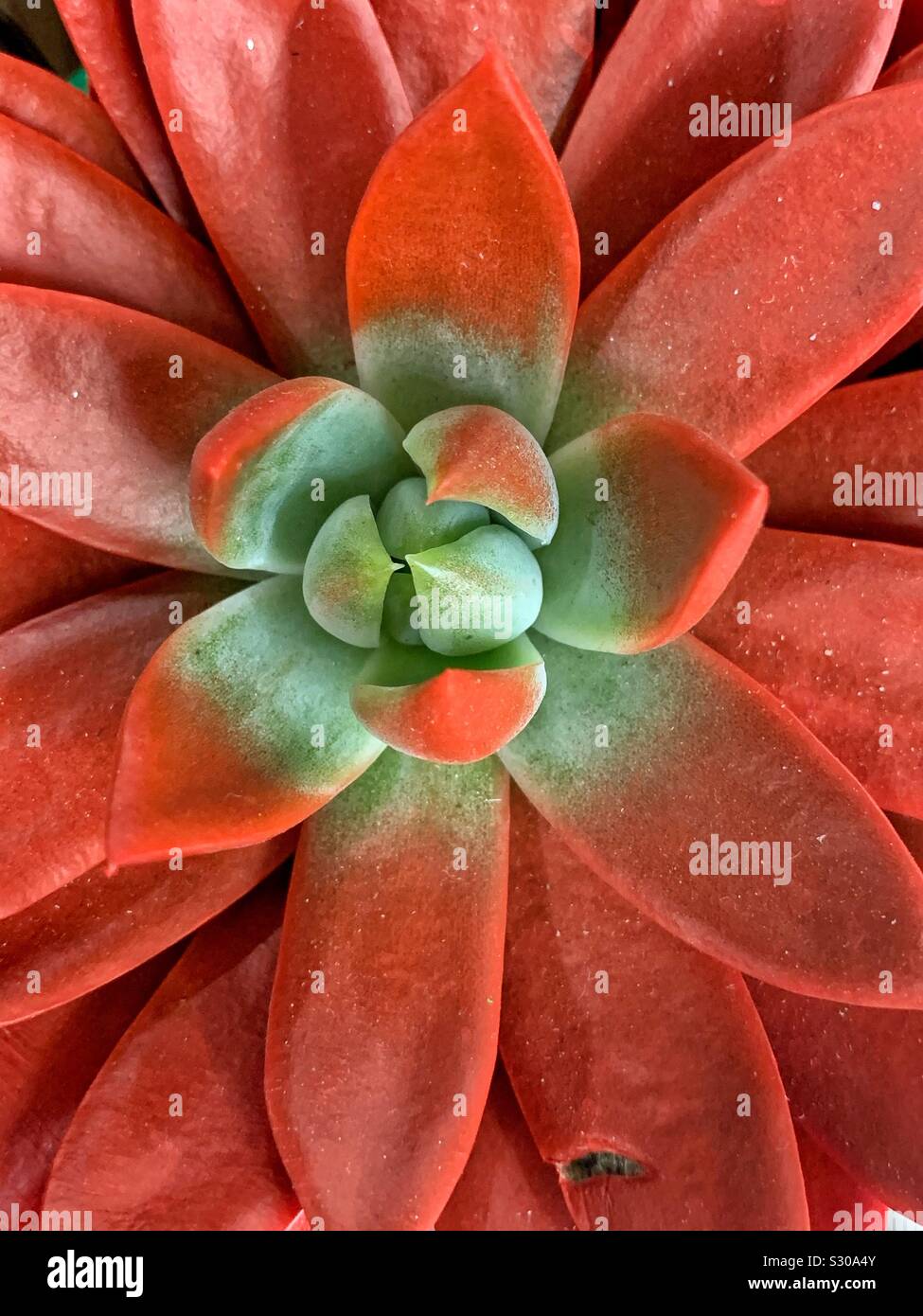 Diversión festiva de plantas suculentas roja pintada con pintura roja como  una temporada de decoración navideña Fotografía de stock - Alamy