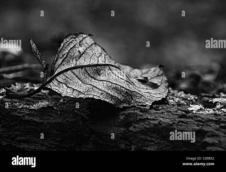 Hoja en blanco y negro Fotografía de stock Alamy