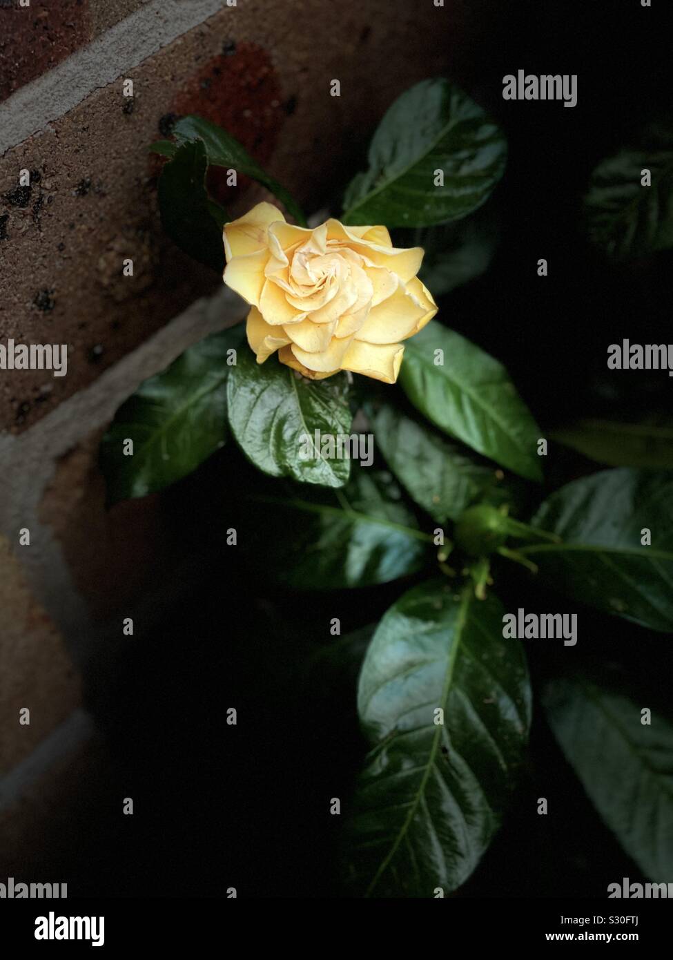 Gardenia amarilla fotografías e imágenes de alta resolución - Alamy