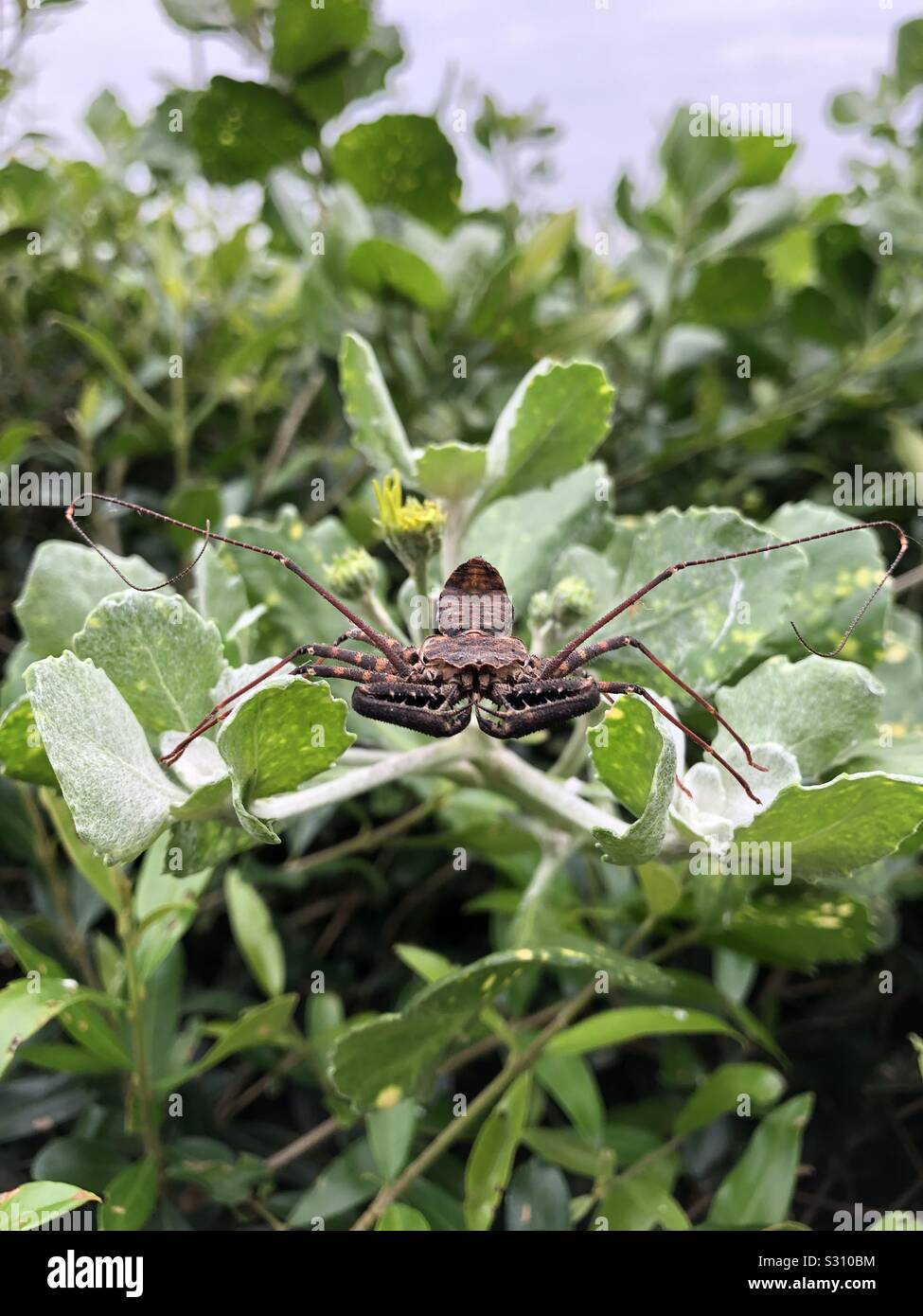 Una gran araña de lluvia en un arbusto en un jardín. Foto de stock