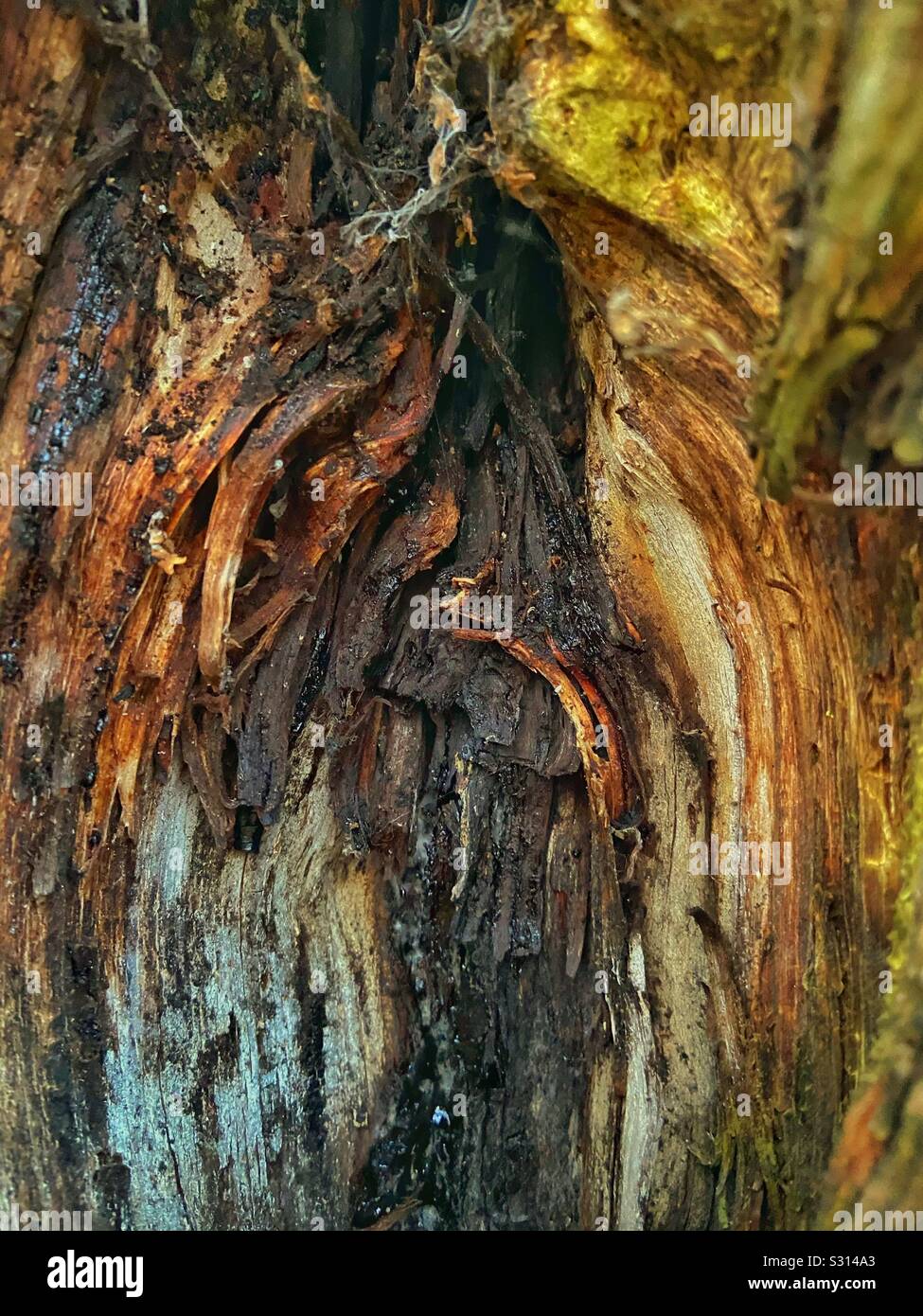 Árbol viejo Foto de stock