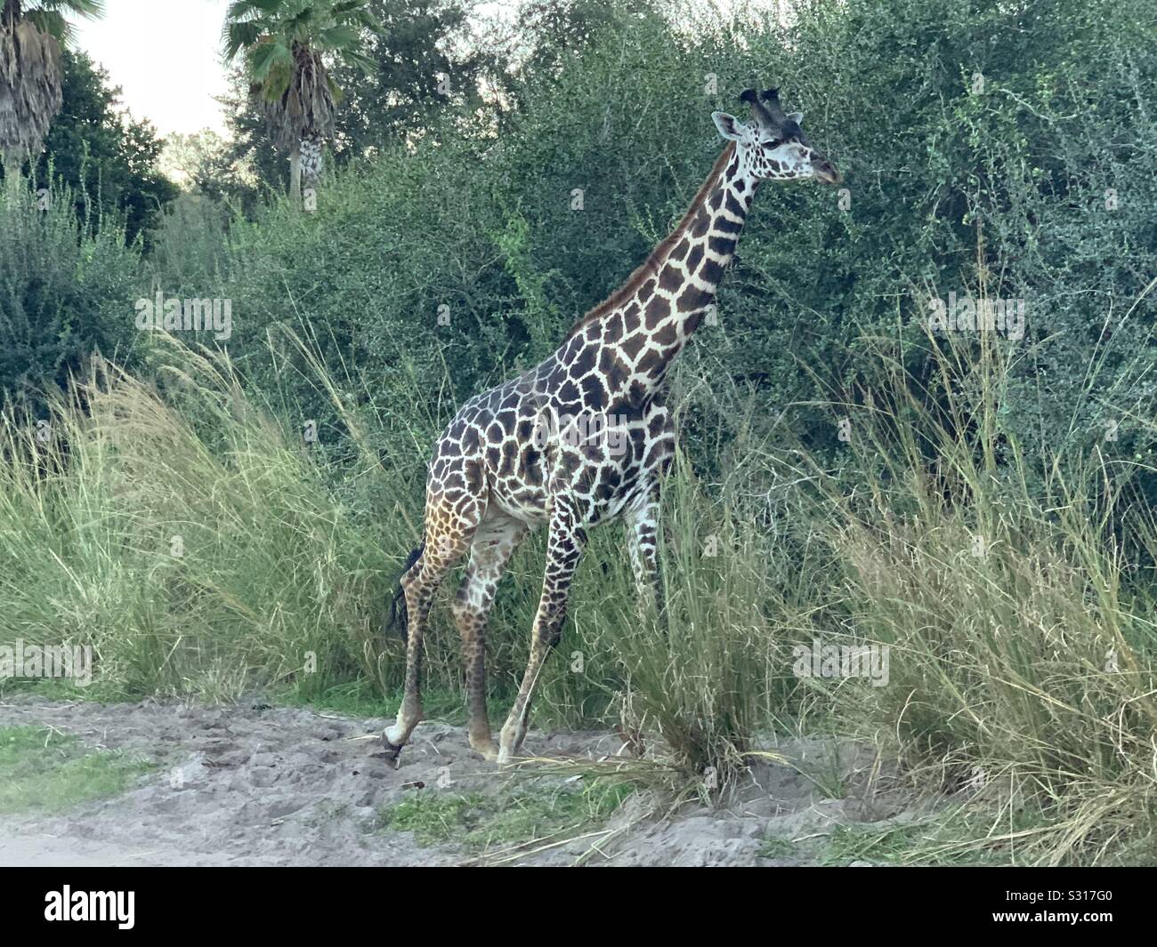 Jirafa en un safari ride Foto de stock