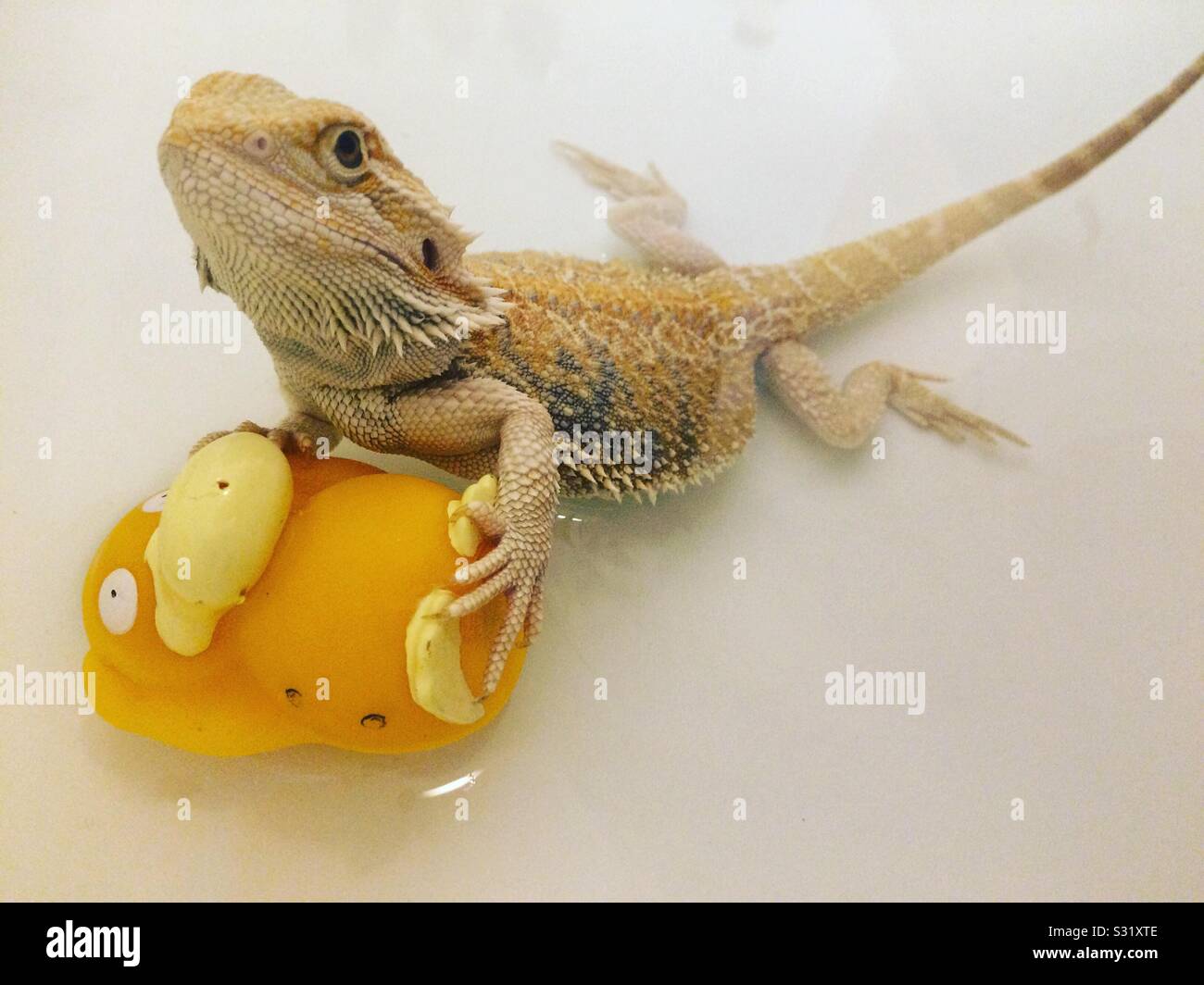 Dragon Barbudo Bebe Fotos E Imagenes De Stock Alamy