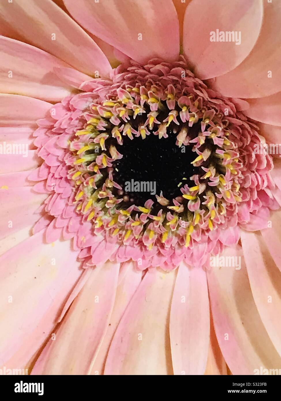Peach Gerbera flor en una cesta, cerca de la imagen ampliada para obtener  el centro de la flor, margarita africana Fotografía de stock - Alamy