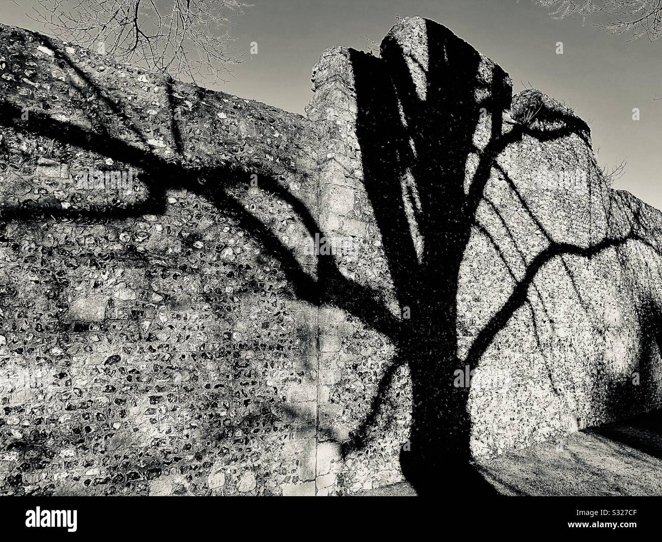 Imagen en tonos plateados de la sombra del viejo árbol a través de una muralla medieval hecha con piedra de piedra. Foto de stock