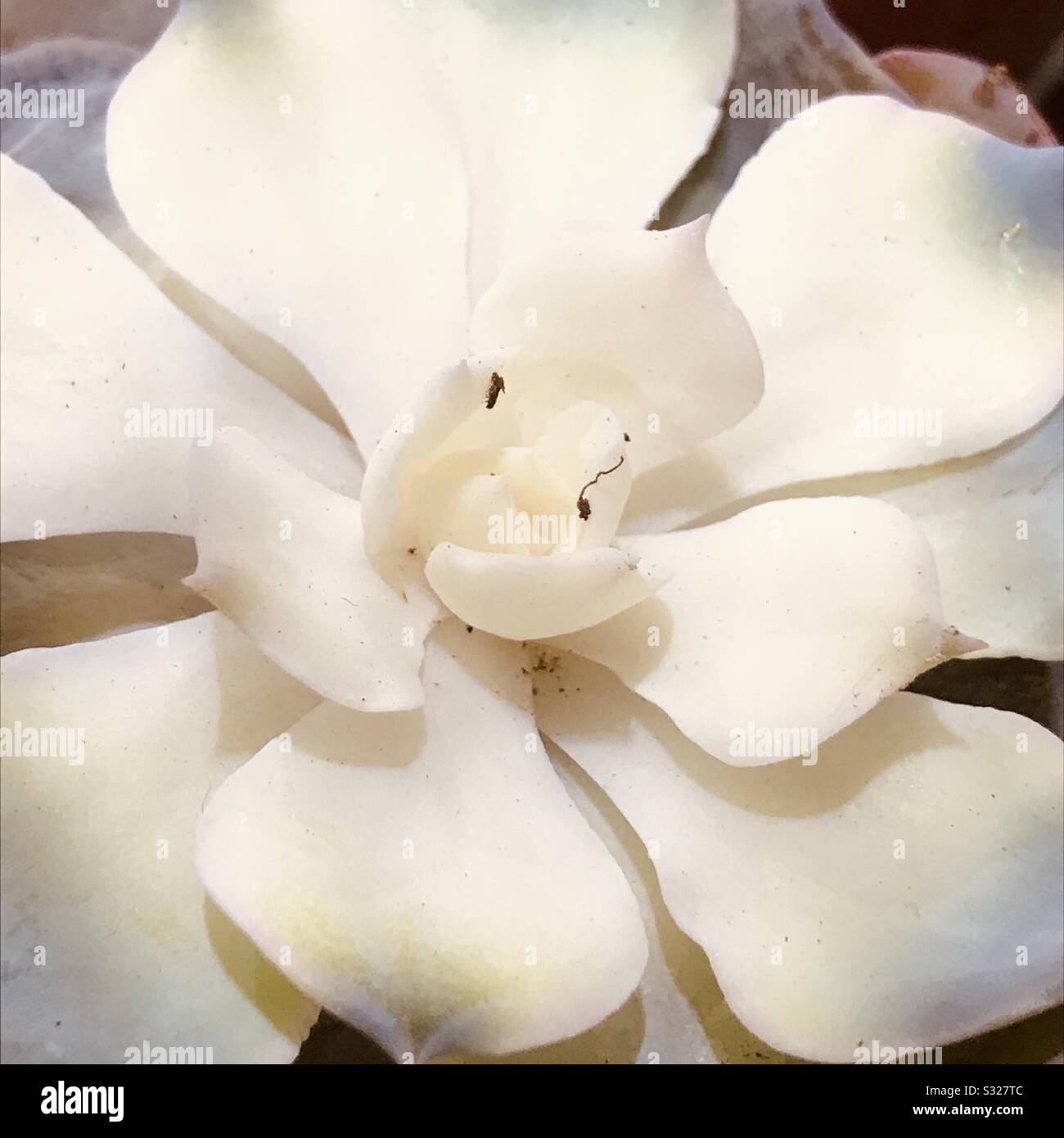 Madre de la planta de la perla aka planta del fantasma una especie de