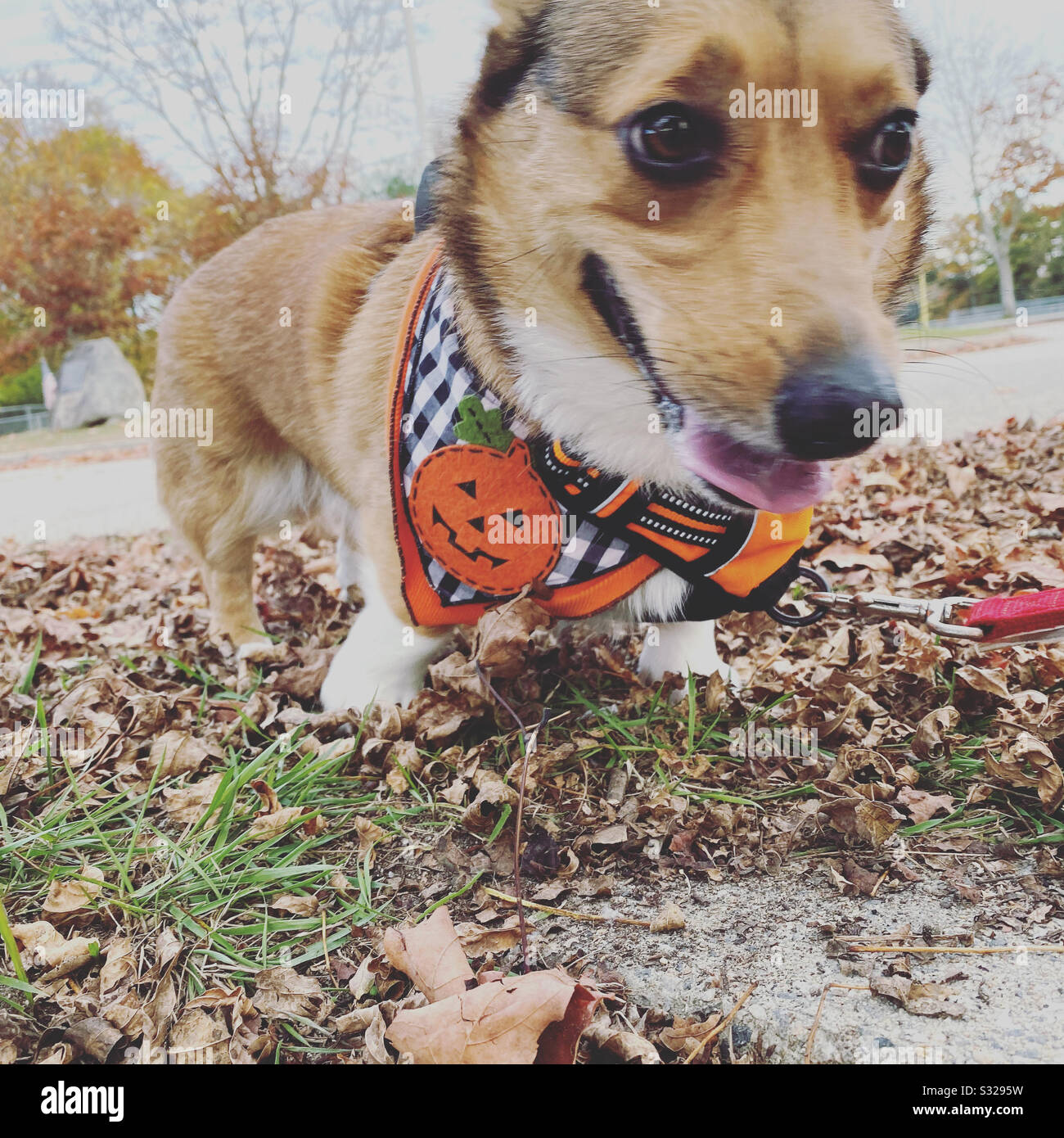 Corgi Foto de stock