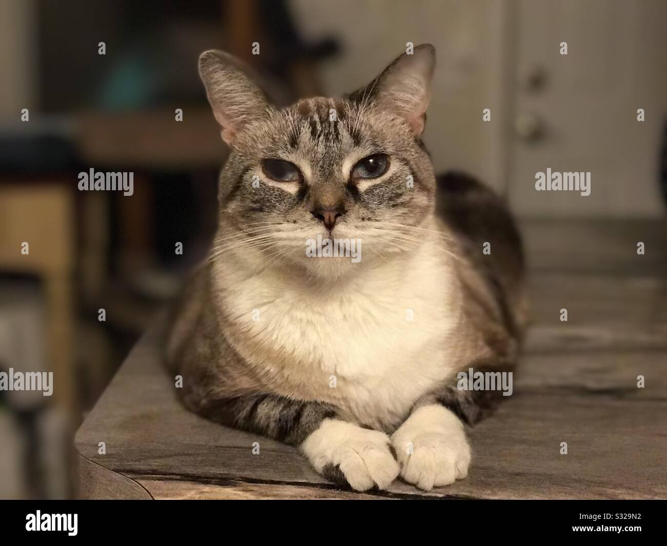 Retrato de la hermosa Siamese-Tabby-mix gato doméstico, de longitud media  piel, pecho blanco y patas blancas, hermosos ojos azules Fotografía de  stock - Alamy