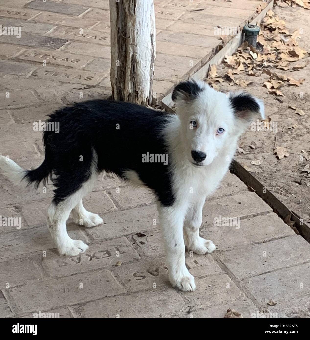 Los Cachorros Tienen Ojos Azules