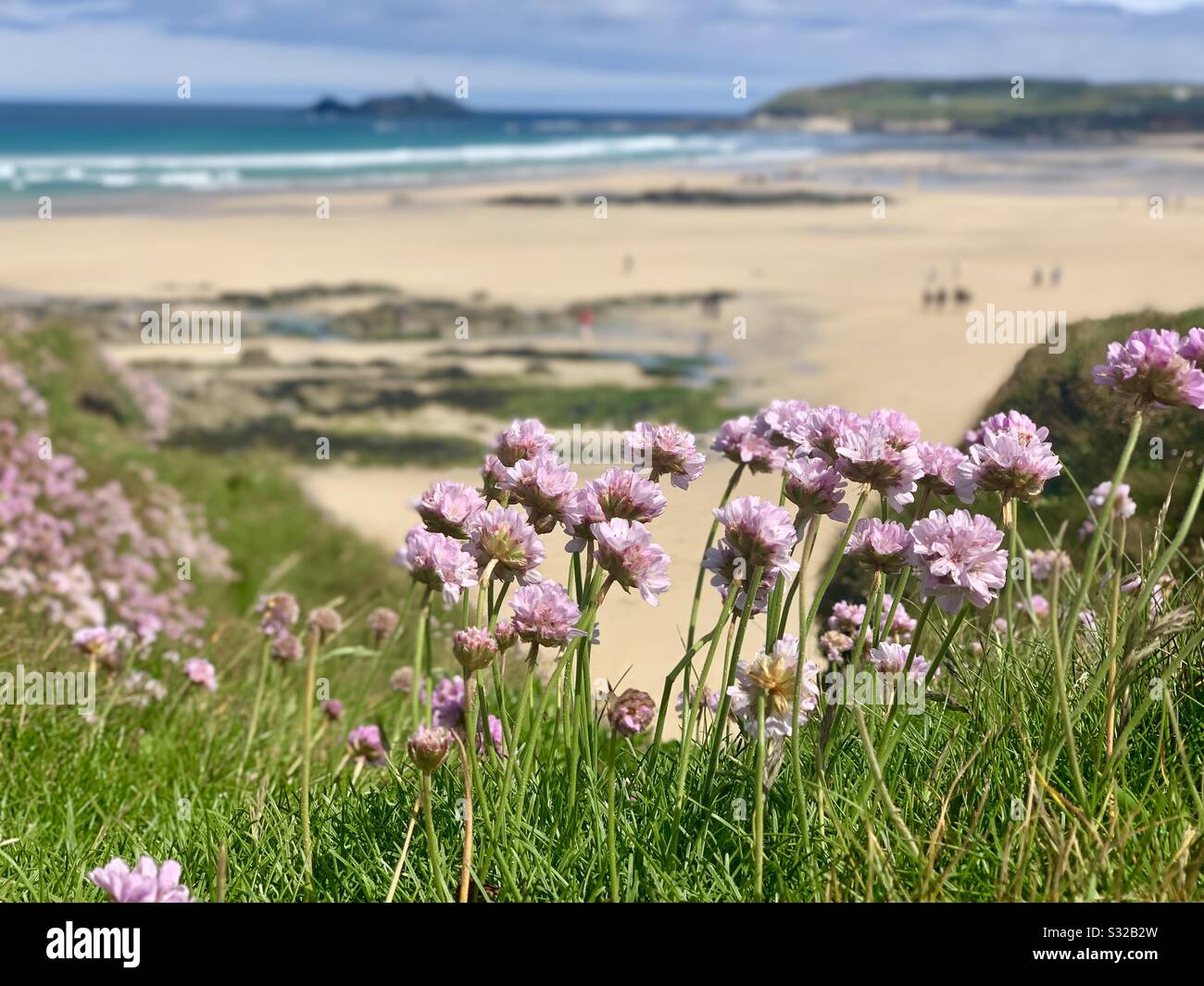 Flores rosas en Guwithian Towans, Cornwall Foto de stock