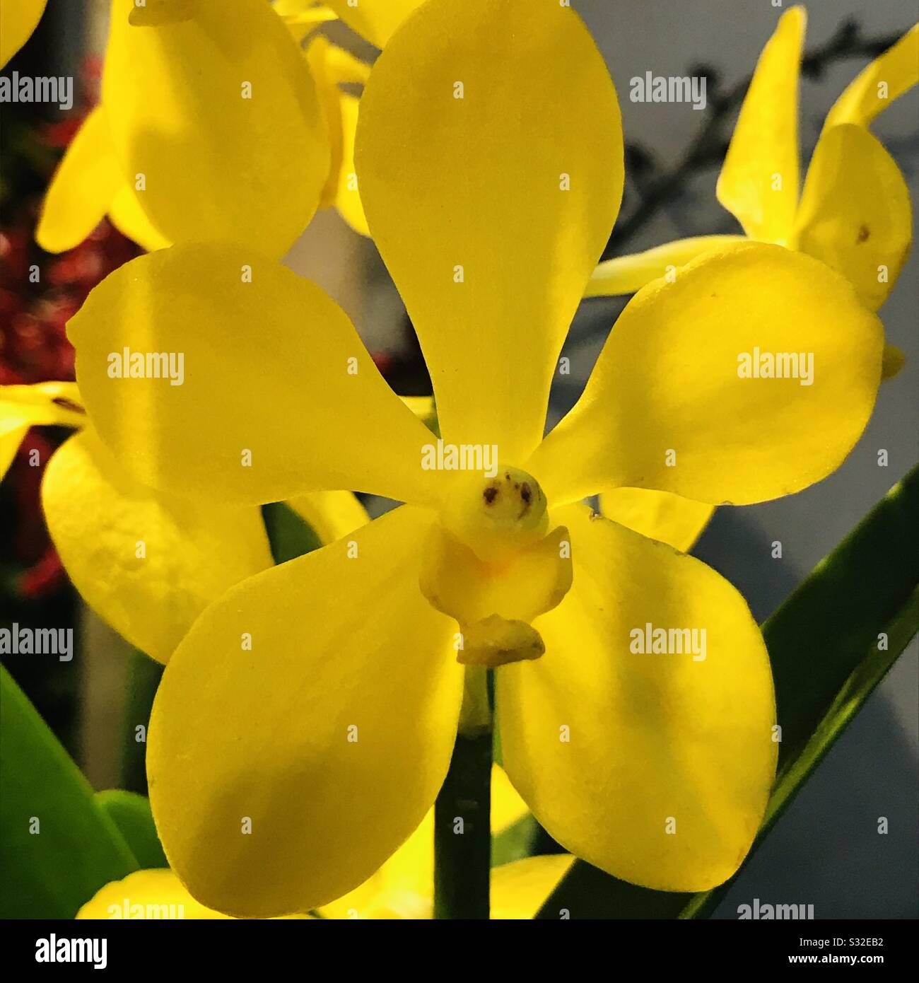 Primer plano de una orquídea amarilla brillante con sombra parcial, Mokara  orquídea un hombre de cría cruzada de orquídeas hechas a la venta para el  año Nuevo Chino, el centro parece un