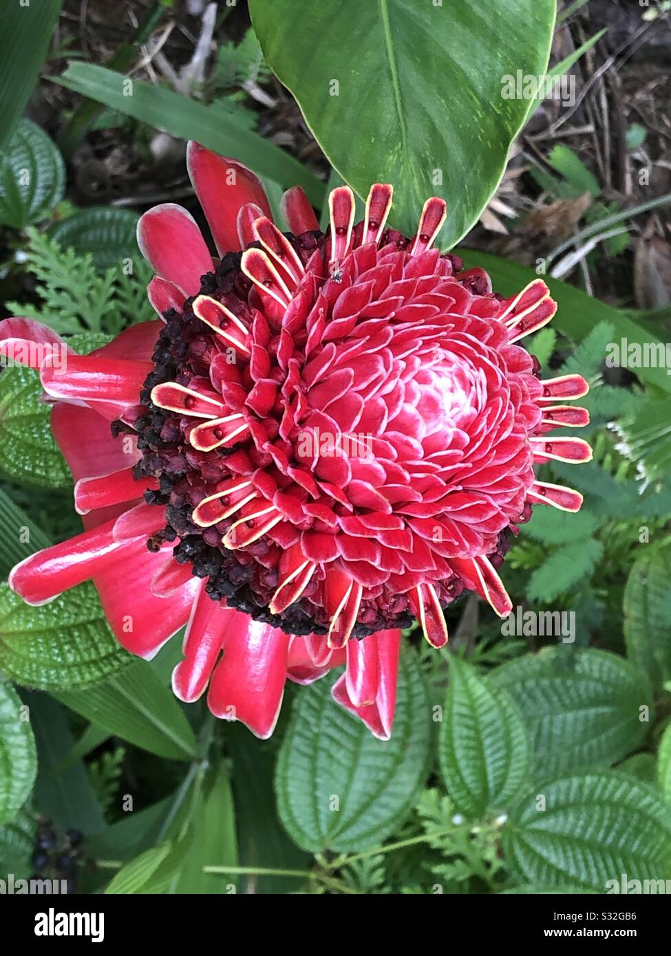 Flor Hawaiana Roja Foto de stock