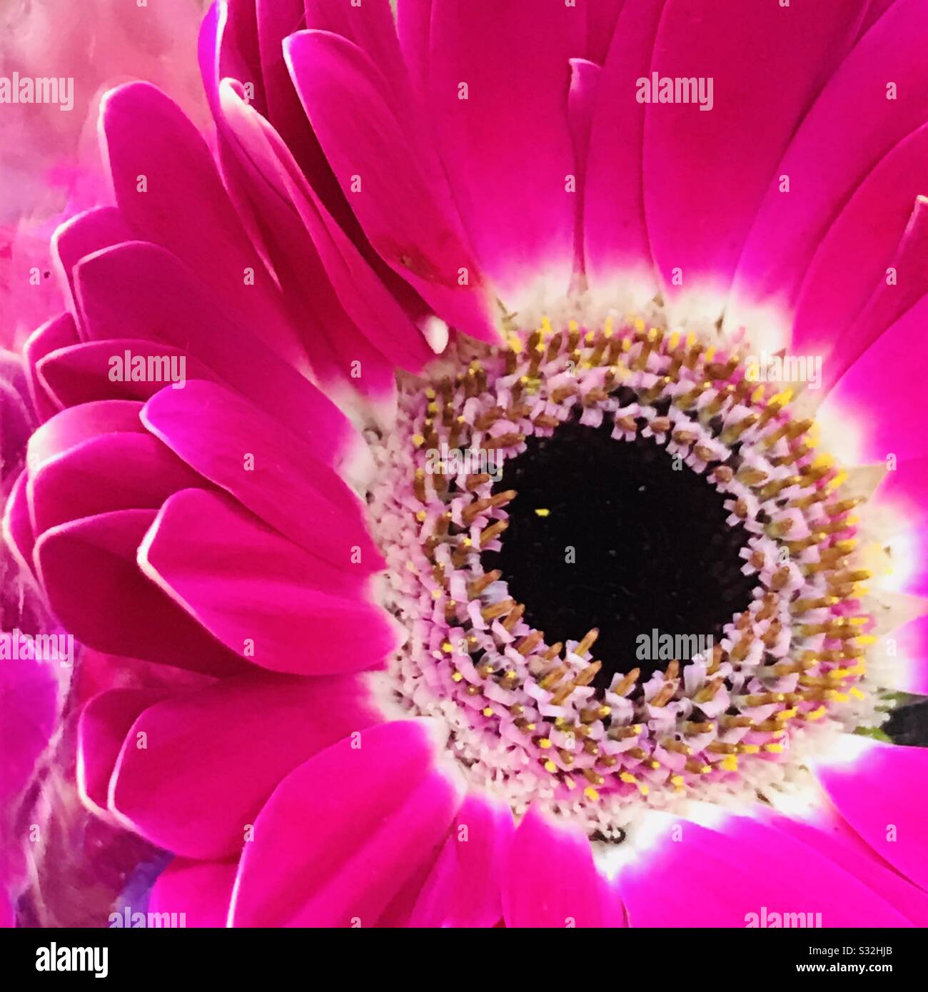 Foto de cerca de la preciosa flor de Gerbera en modo de cambio de color,  una creación de dios - hermoso color y pétalos con centro suave, margarita  africana Fotografía de stock -