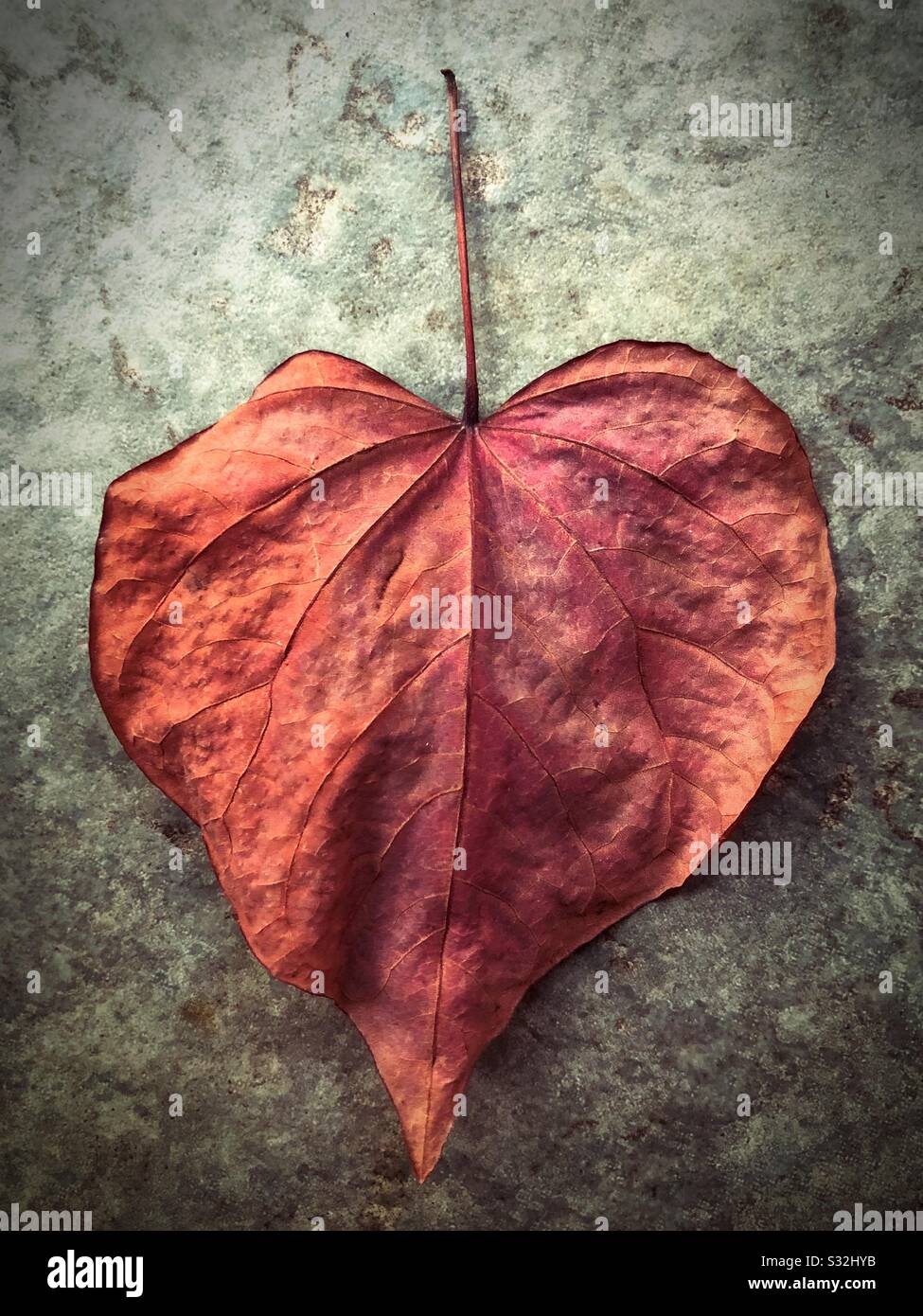 Una hoja seca en forma de corazón. Foto de stock
