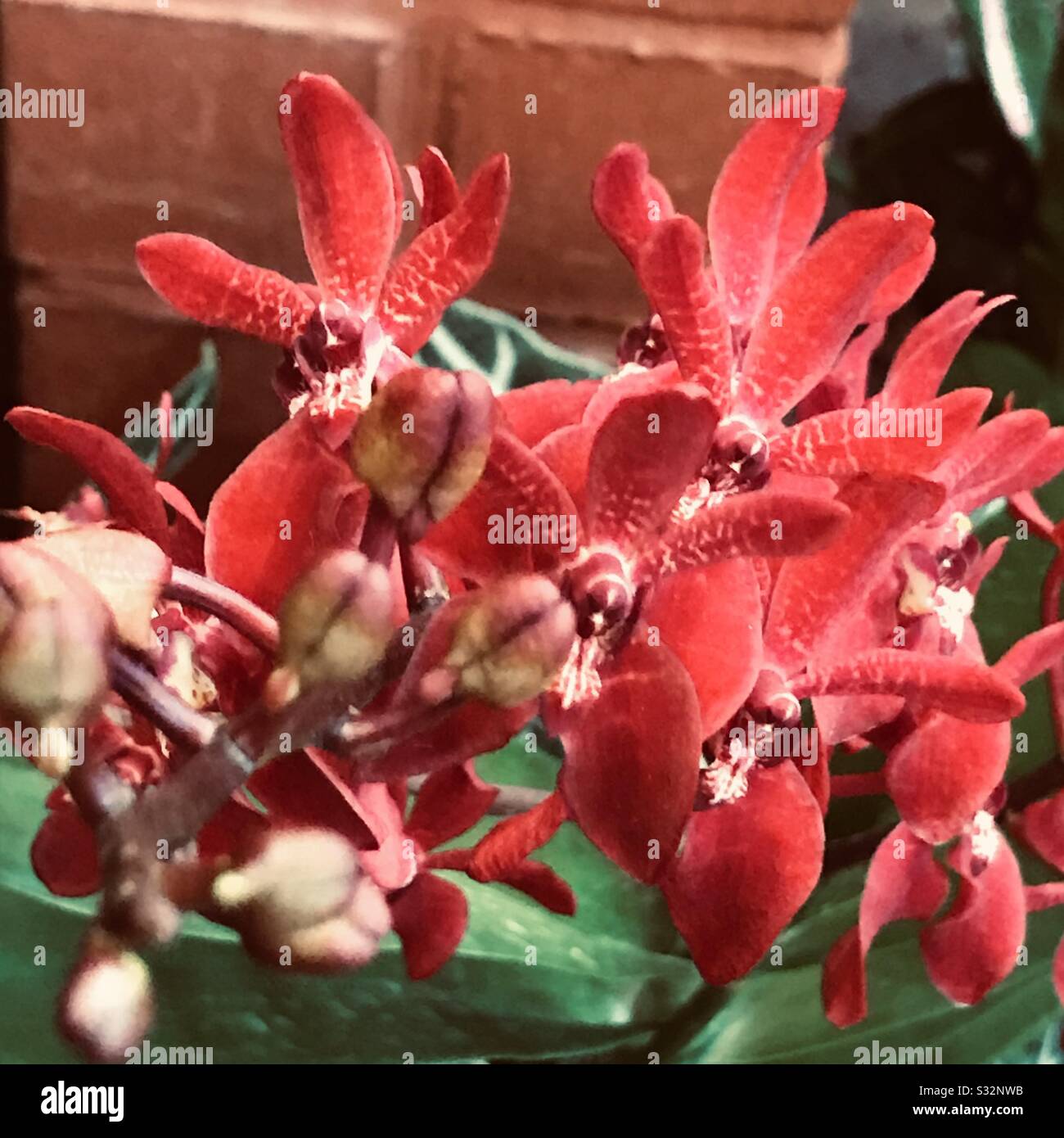 Orquideas Rojas Fotos e Imágenes de stock - Alamy