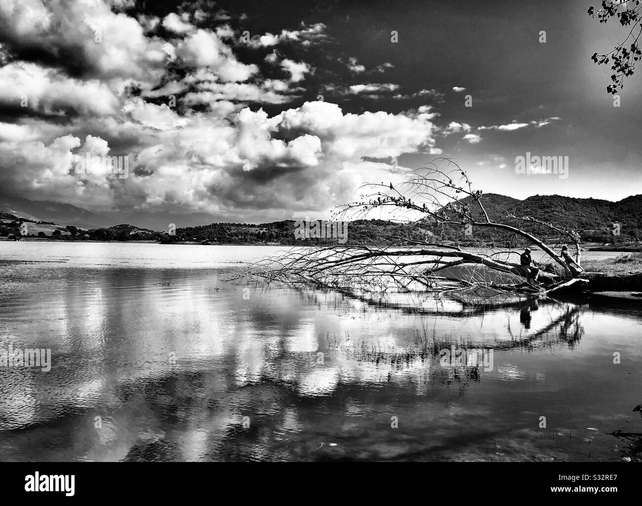 Árbol caído al borde del agua, Lago di Canterno, Lazio, Italia Foto de stock