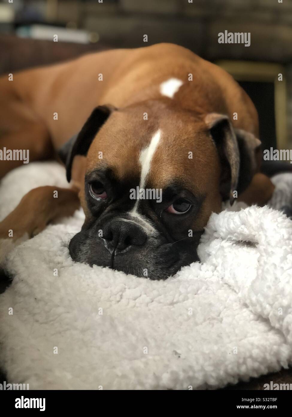 Sleepy boxer fotografías e imágenes de alta resolución - Alamy
