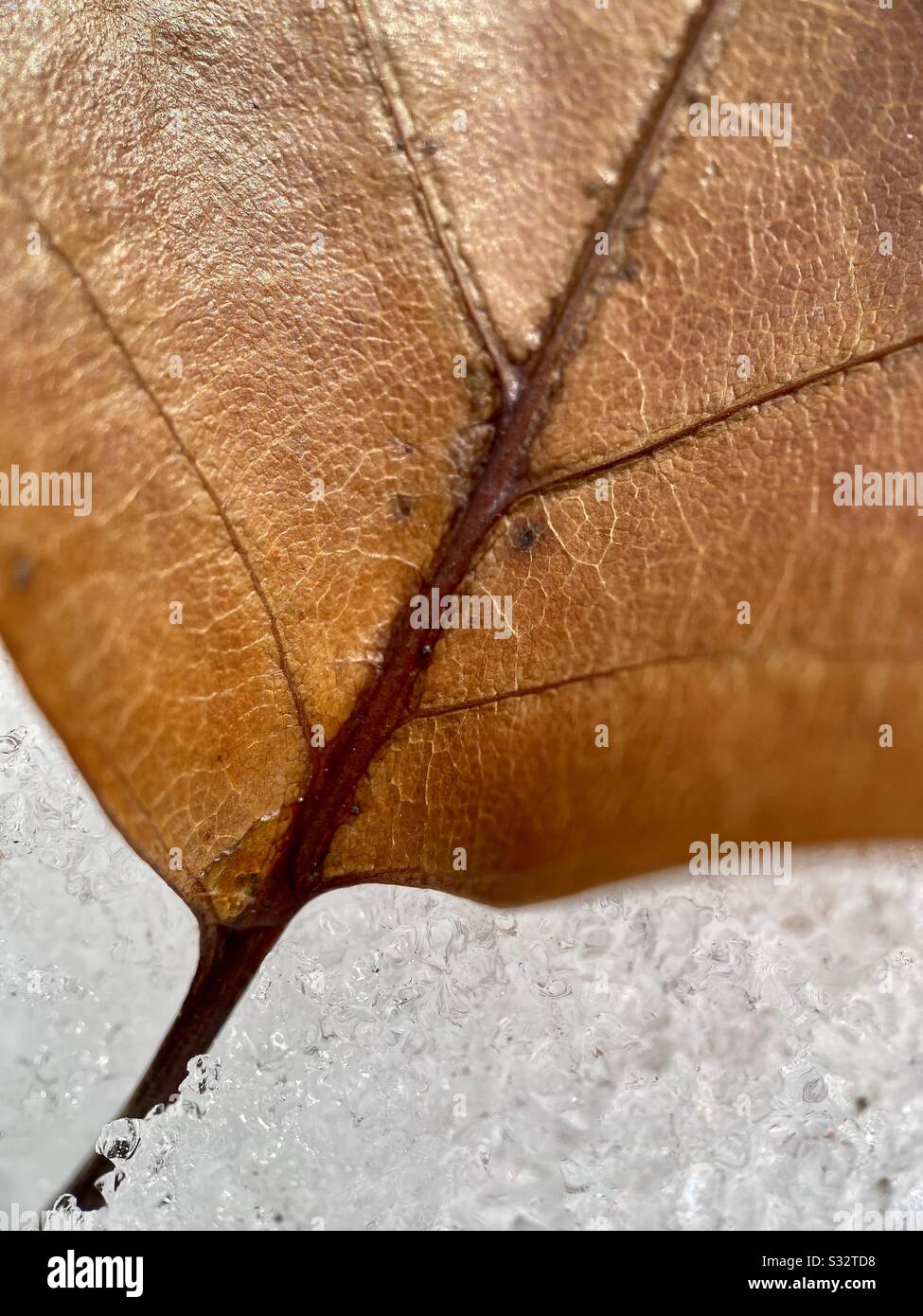 un primer plano de una hoja seca en la nieve durante los mares del invierno. Foto de stock