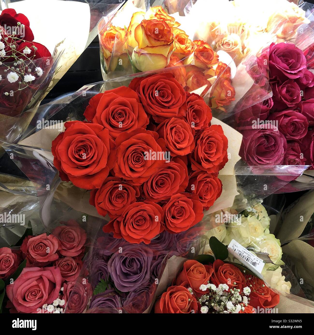 Rosas brillantes fotografías e imágenes de alta resolución - Alamy Rosas brillantes fotografías e imágenes de alta resolución - Alamy