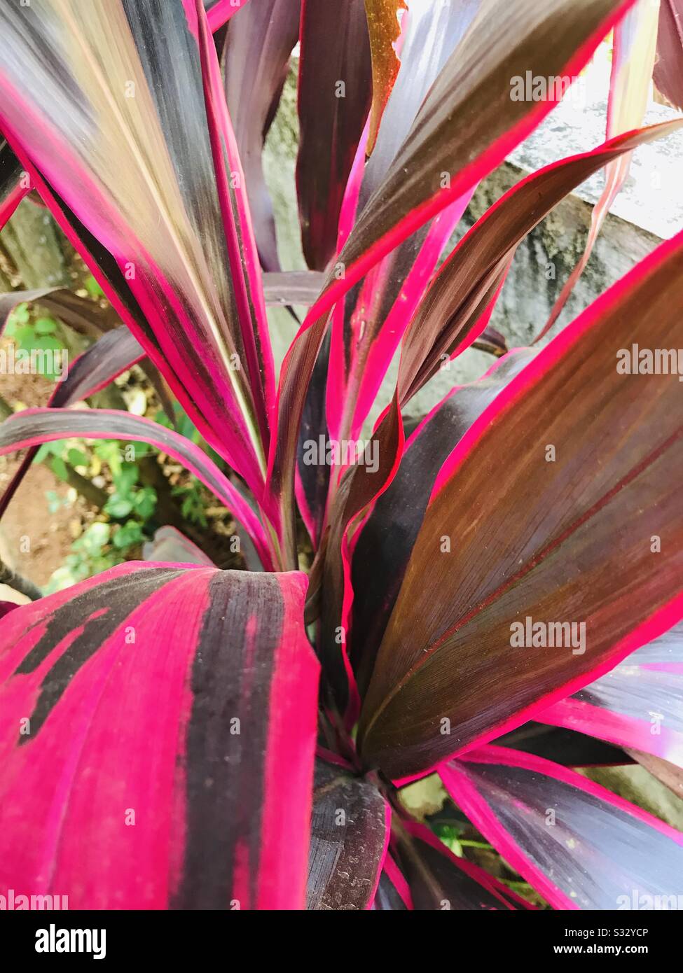 Hermana Roja, Cordyline terminalis, DRAena TI planta en el jardín de mi mamá en la India también conocida como croton hoja roja planta ornamental de interior Foto de stock