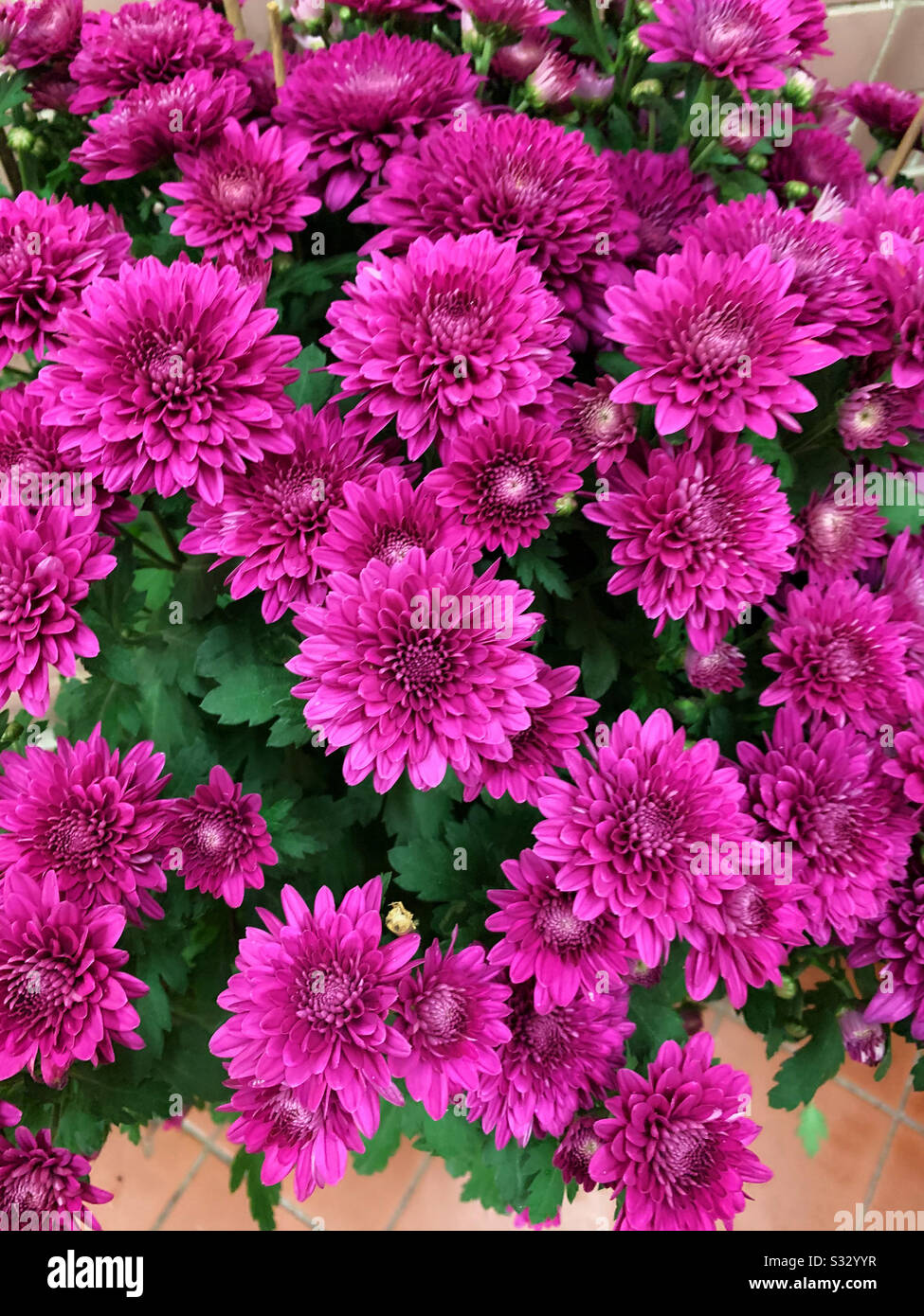 Flor de crisantemo morado fotografías e imágenes de alta resolución - Alamy Flor de crisantemo morado fotografías e imágenes de alta resolución - Alamy