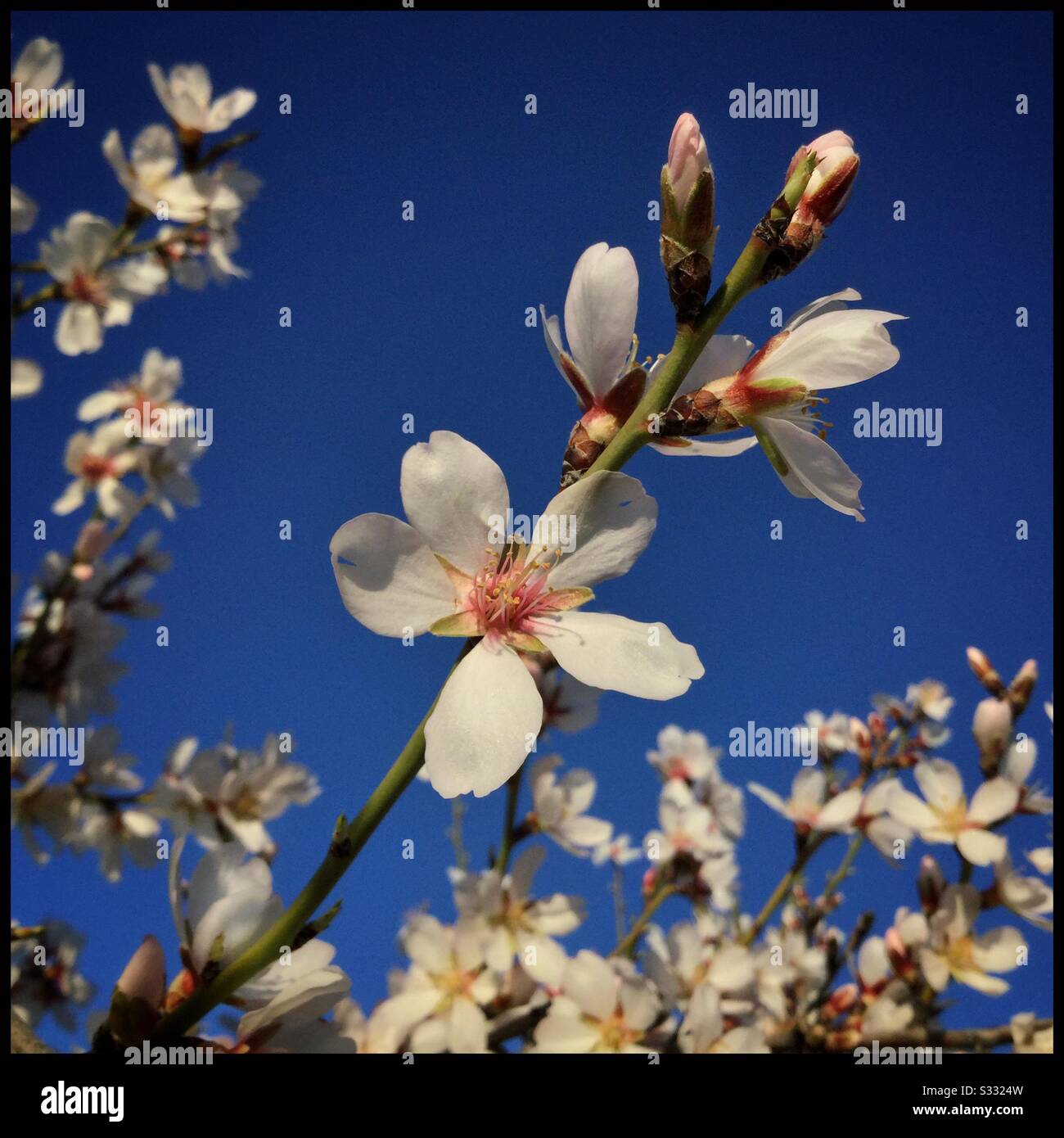 Los almendros en flor, Cataluña, España Fotografía de stock - Alamy