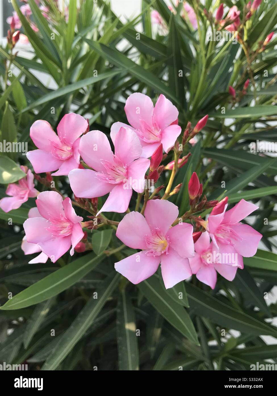 Racimo de flor de Nerium Oleander aka Pink Arali en mi jardín del barrio en la India, esta flor que usaron para la ofrenda de la oración , tiene olor agradable agradable agradable agradable agradable agradable agradable, savia de las hojas es venenosa Foto de stock
