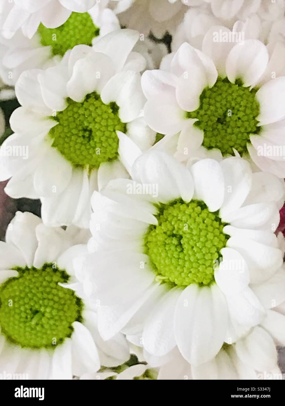 Flores blancas de relleno en un ramo de flores - flores similares a  pequeñas margaritas blancas - flores blancas con Pistil verde Fotografía de  stock - Alamy