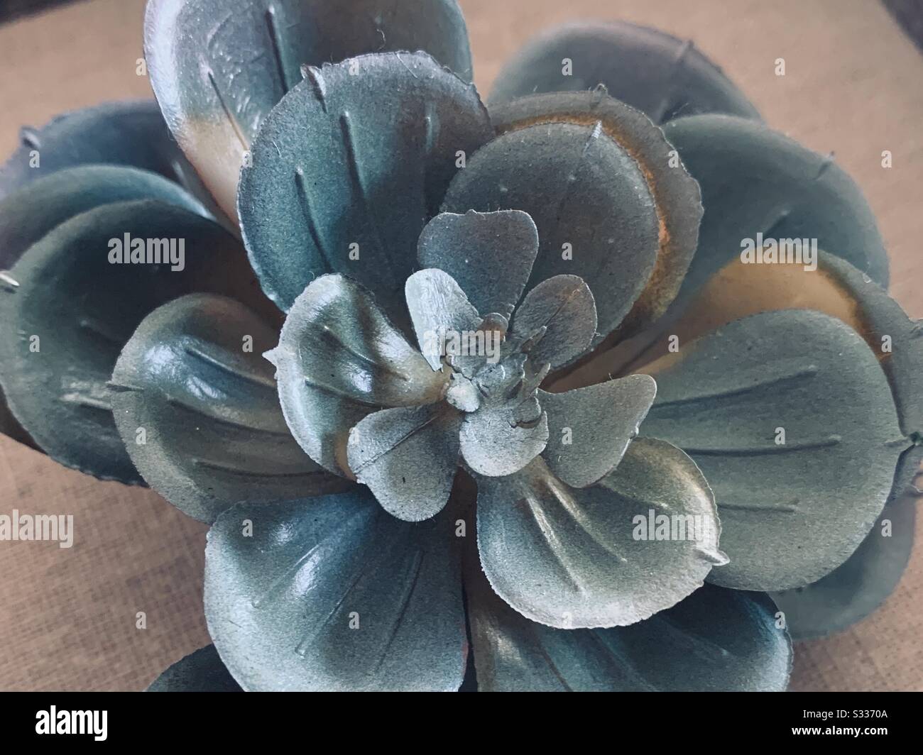 Hermosa planta Succulent primer plano Foto de stock